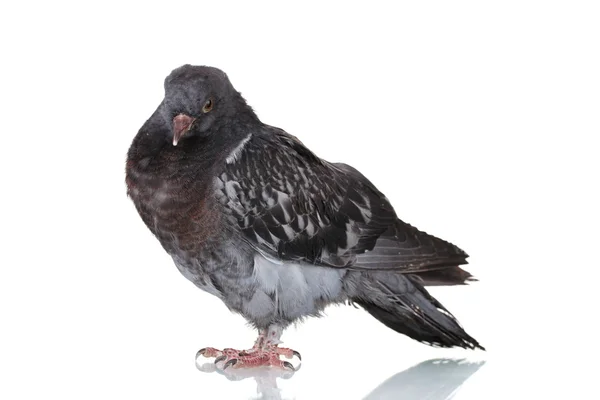 Belo pombo cinzento isolado no branco — Fotografia de Stock