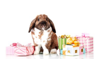 Lop-eared rabbit with gift boxes isolated on white clipart