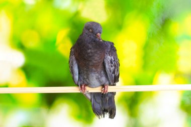 One grey pigeon sitting on green background clipart