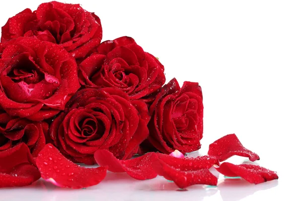 Όμορφα κόκκινα τριαντάφυλλα και πέταλα που απομονώνονται σε λευκό — Φωτογραφία Αρχείου