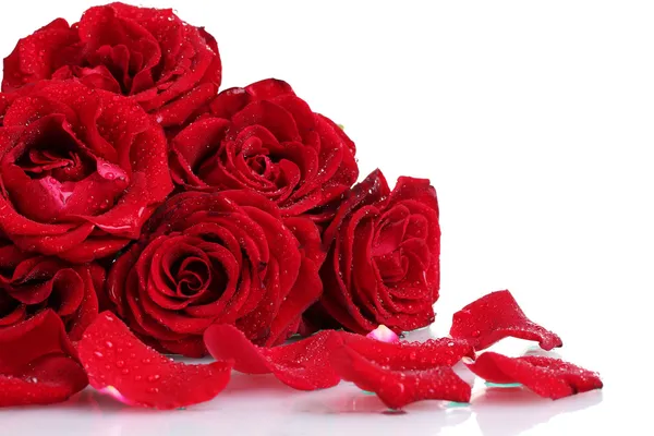 Beautiful red roses and petals isolated on white — Stock Photo, Image