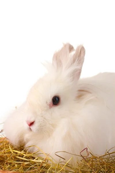 सफेद पर अलग हेस्टैक में फ्लफी सफेद खरगोश — स्टॉक फ़ोटो, इमेज
