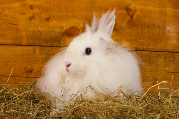 Пушистый белый кролик в стоге сена на деревянном фоне — стоковое фото