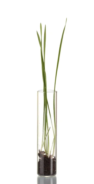 Grama verde crescendo em tubo isolado em branco — Fotografia de Stock