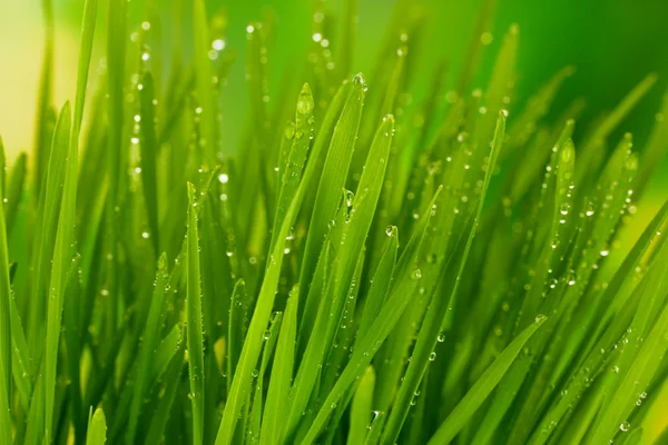 Closeup zelené trávy — Stock fotografie