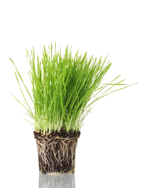 Zelené trávě s pozemky, izolované na bílém — Stock fotografie