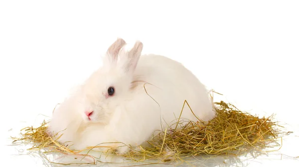 Пушистый белый кролик в стоге сена, изолированный на белом — стоковое фото