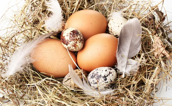 Κοτόπουλο και ορτύκια αυγά σε ένα closeup φωλιά — Φωτογραφία Αρχείου