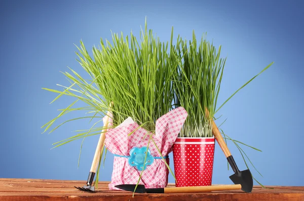 Groen gras in twee bloempot op blauwe achtergrond — Stockfoto