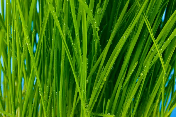 Fecho de grama verde — Fotografia de Stock
