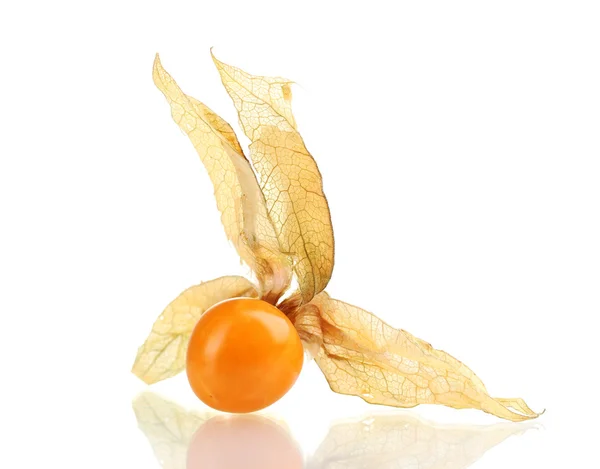 stock image Physalis isolated on white