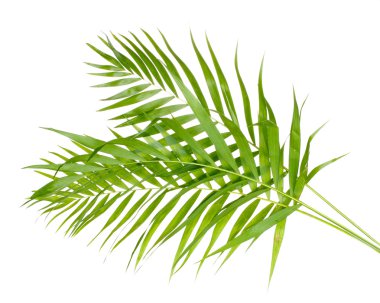 Beautiful palm leaves isolated on white clipart