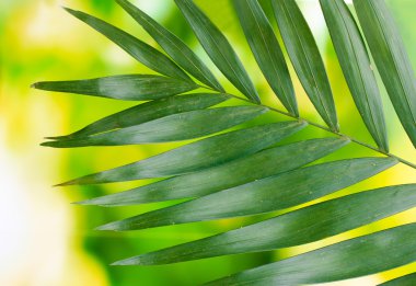 Beautiful palm leaf on green background clipart