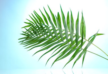 üzerinde mavi arka plan güzel hurma yaprakları