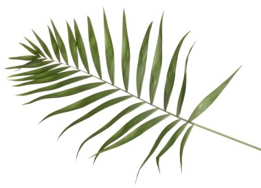 Beautiful palm leaf isolated on white clipart