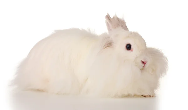 Flauschige weiße Kaninchen isoliert auf weiß — Stockfoto