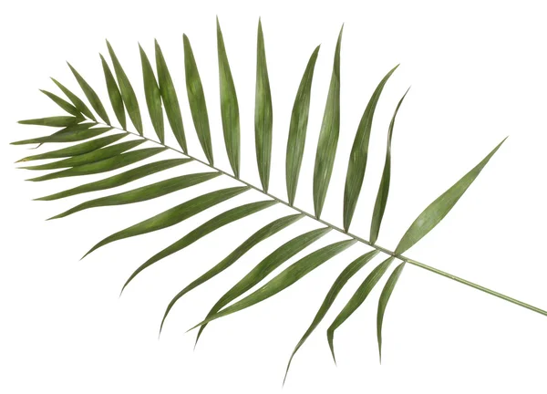 Красивый пальмовый лист, изолированный на белом — стоковое фото