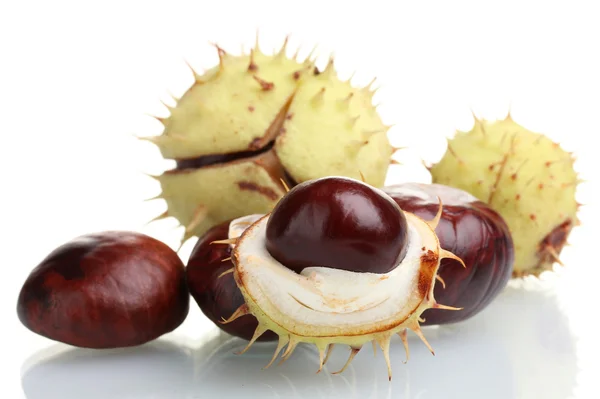 Green and brown chestnuts isolated on white — Stock Photo, Image