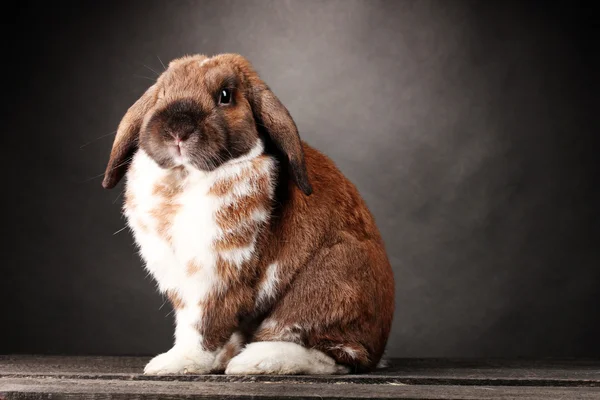 stock image Lop-eared rabbit on grey background