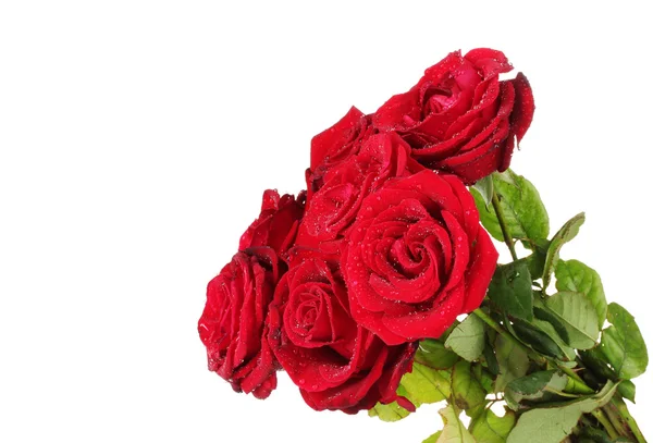 白で隔離される赤いバラの美しい花束 — ストック写真