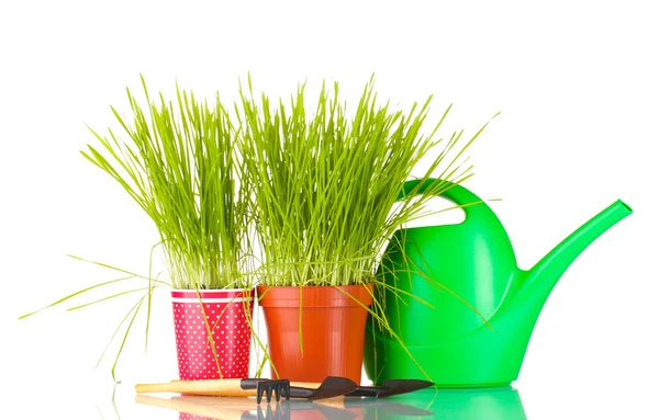 Green grass in two flowerpot on blue background — Stock Photo, Image