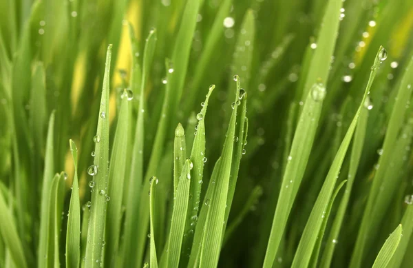 Groen gras close-up — Stockfoto