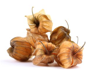 physalis öbek üzerinde beyaz izole