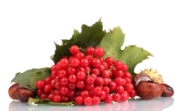 Kartopu ahşap kutu ve üzerinde beyaz izole kestane kırmızı meyveler — Stok fotoğraf