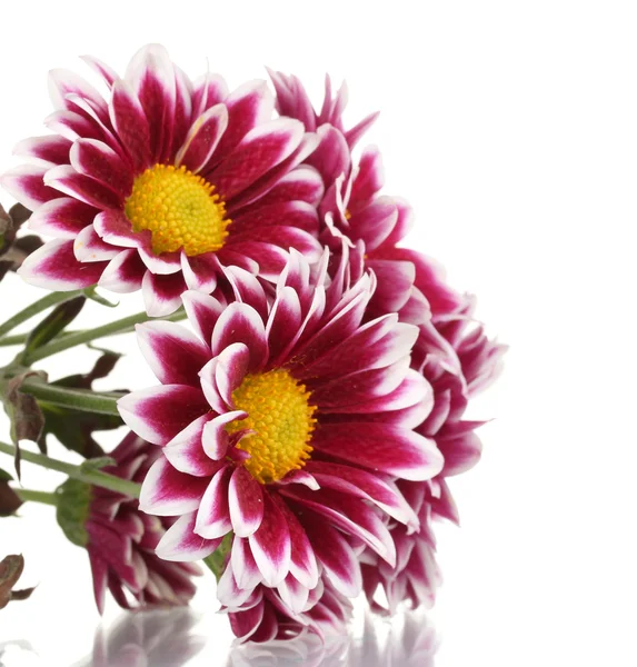 Krásné chryzantémy izolovaných na bílém — Stock fotografie