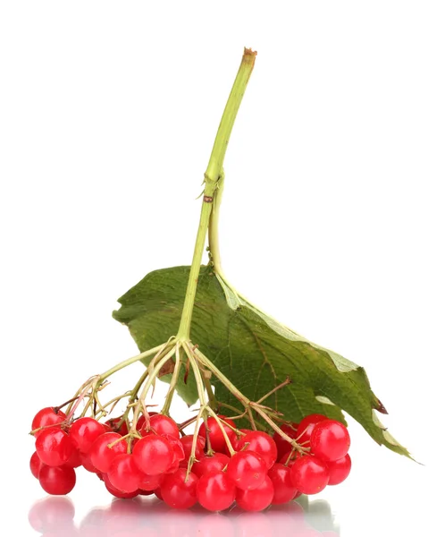 Bayas rojas de viburnum con hoja aislada sobre blanco —  Fotos de Stock