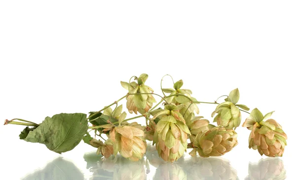 Beautiful green hop isolated on white — Stock Photo, Image