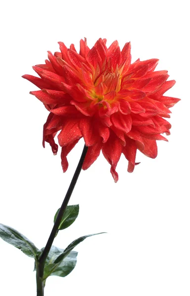 Czerwony kwiat dahlii izolowany na białym — Zdjęcie stockowe
