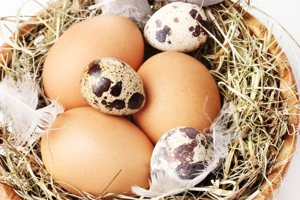 Tavuk ve Bıldırcın yumurta yuva portre — Stok fotoğraf