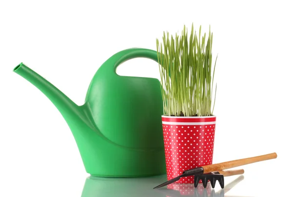 Grama verde em um vaso isolado em branco — Fotografia de Stock