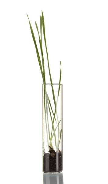 Grünes Gras wächst in Röhre isoliert auf weißem Grund — Stockfoto