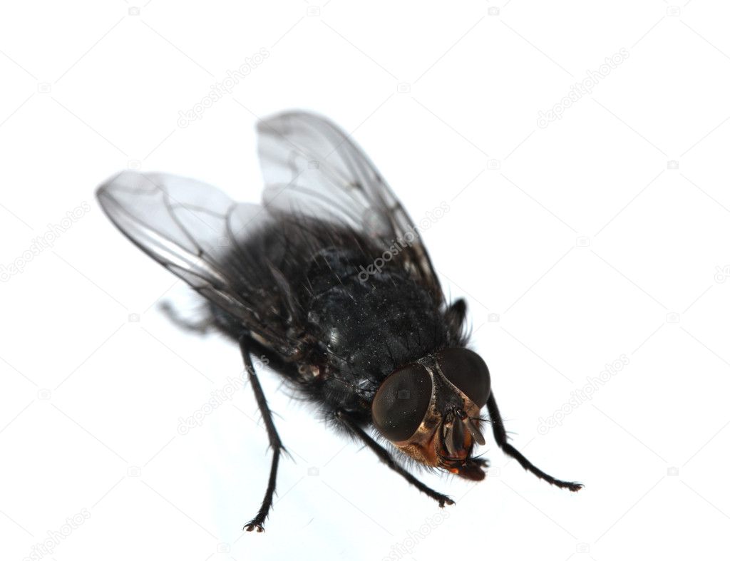 Home-fly isolated on white