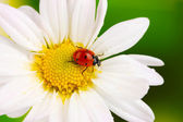 ladybud sedí na heřmánkový květ na zeleném pozadí