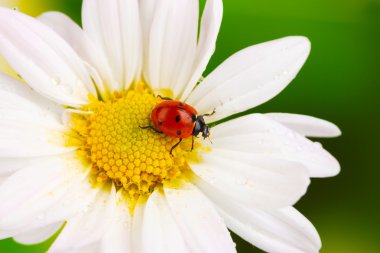 Ladybud sitting on chamomile flower on green background clipart