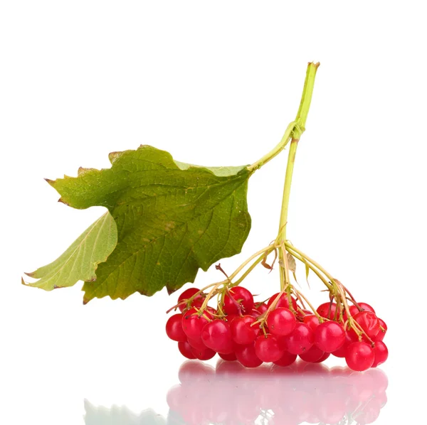 Red berries of viburnum with leaf isolated on white — Stock Photo, Image
