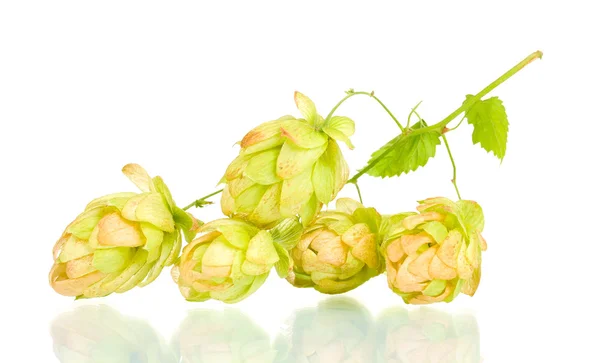Gyönyörű zöld hop elszigetelt fehér — Stock Fotó
