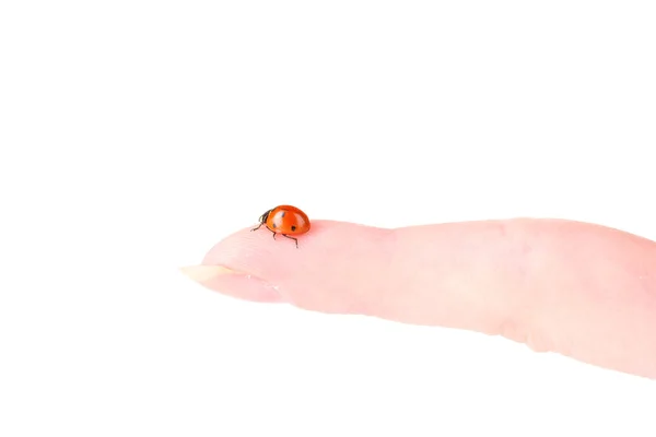 Ladybird на пальце изолированы на белом — стоковое фото