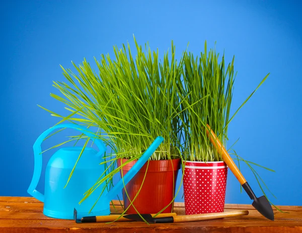 Зеленая трава в двух цветочных горшках на голубом фоне — стоковое фото