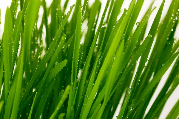 Πράσινο γρασίδι closeup — Φωτογραφία Αρχείου