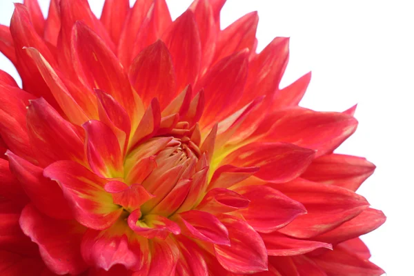 ดาเลียสีแดง ดอกไม้แยกจากสีขาว — ภาพถ่ายสต็อก