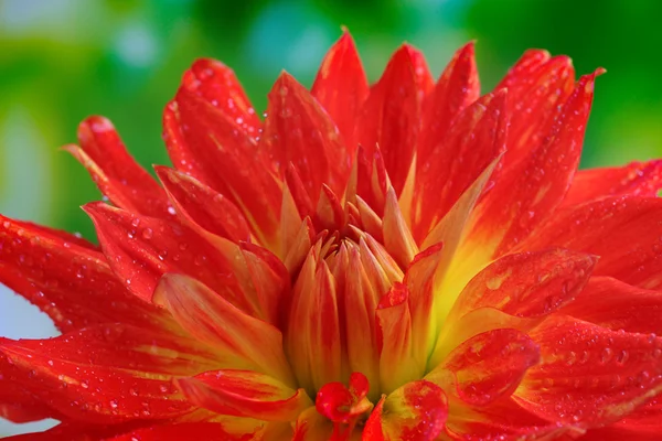 Rød høstdahliblomst i hagen – stockfoto