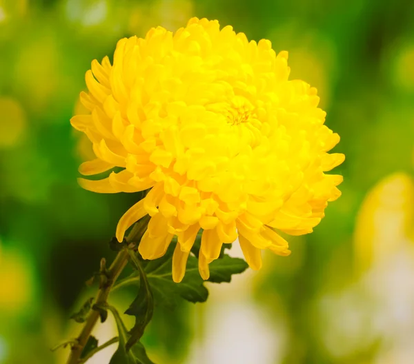Gele herfst chrysant in de tuin — Stockfoto