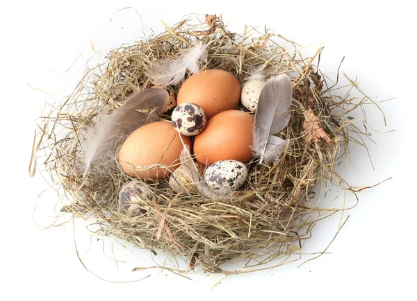 Hühner- und Wachteleier in einem auf weiß isolierten Nest — Stockfoto