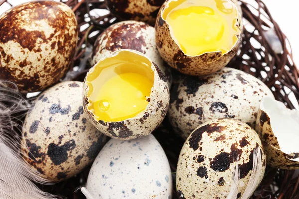 Перепелиные яйца вблизи гнезда — стоковое фото