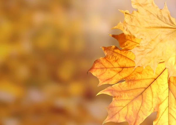 Dry autumn maple leaves on yellow background — Stock Photo, Image