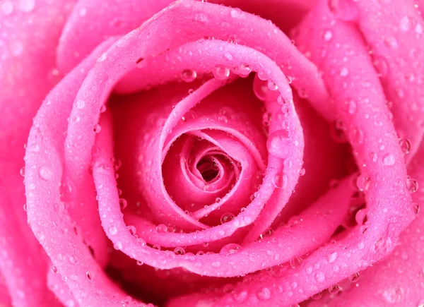 粉红色的玫瑰与水水滴特写 — 图库照片
